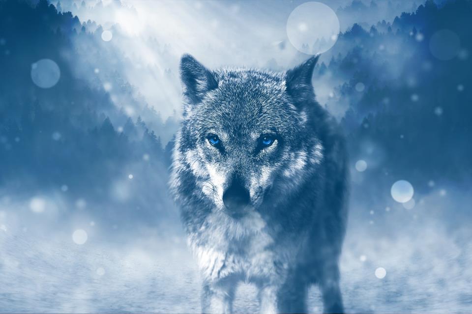 Blue-Eyed Wolf  jigsaw puzzle